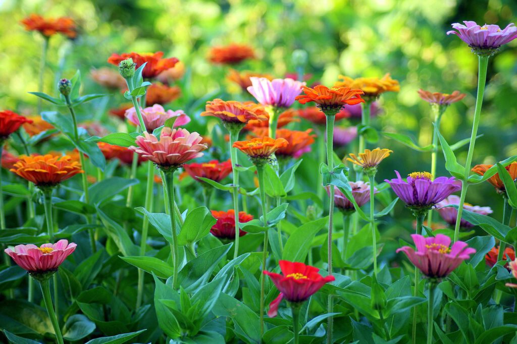 zinnia-3518967_1280